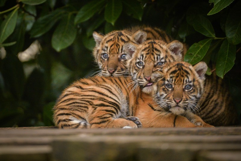 tiger_cubs