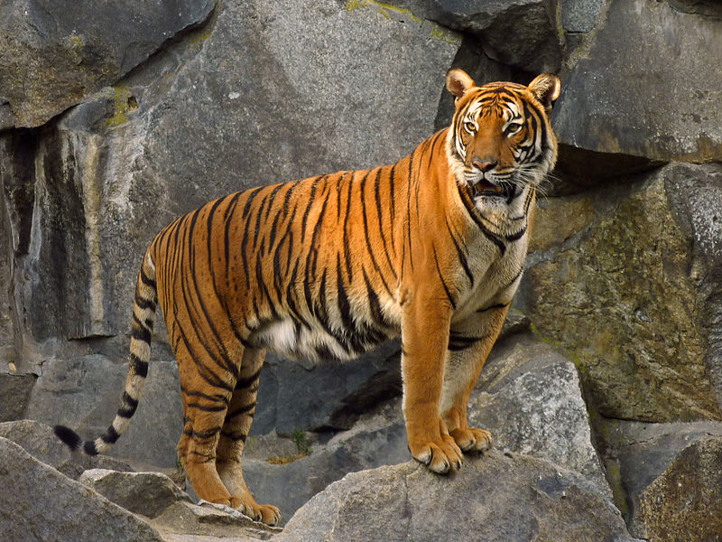 tiger on rocks