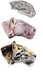 tiger_evolution