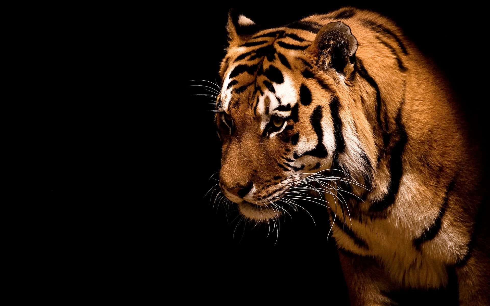 tiger on black background