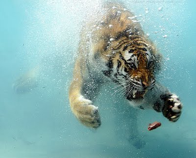 tiger underwater