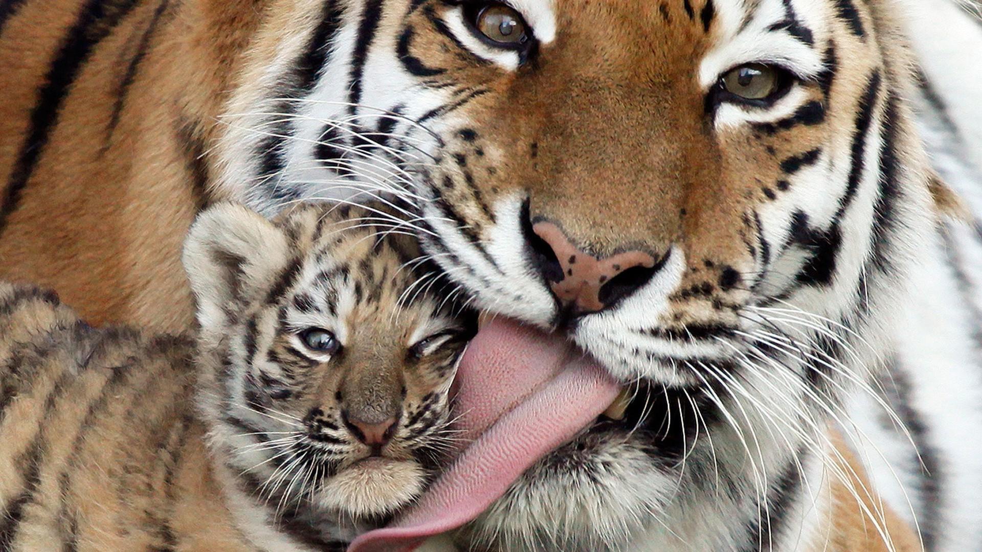 tiger and baby