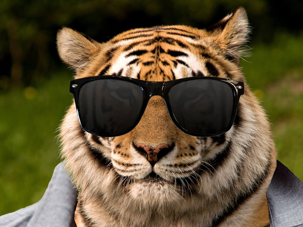 tiger with sunglasses