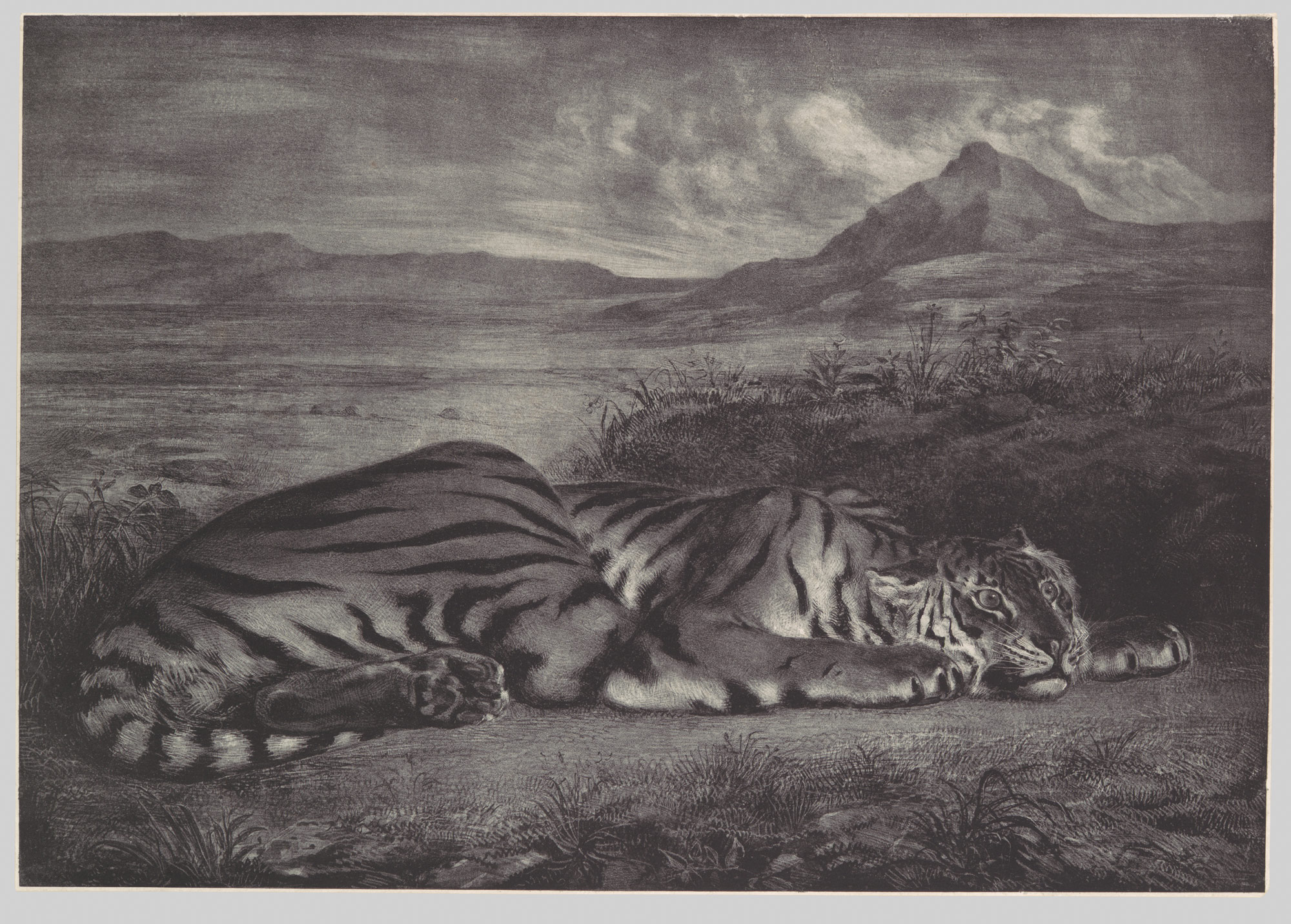 tiger in museum